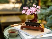 Bonsai