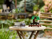 Bonsai