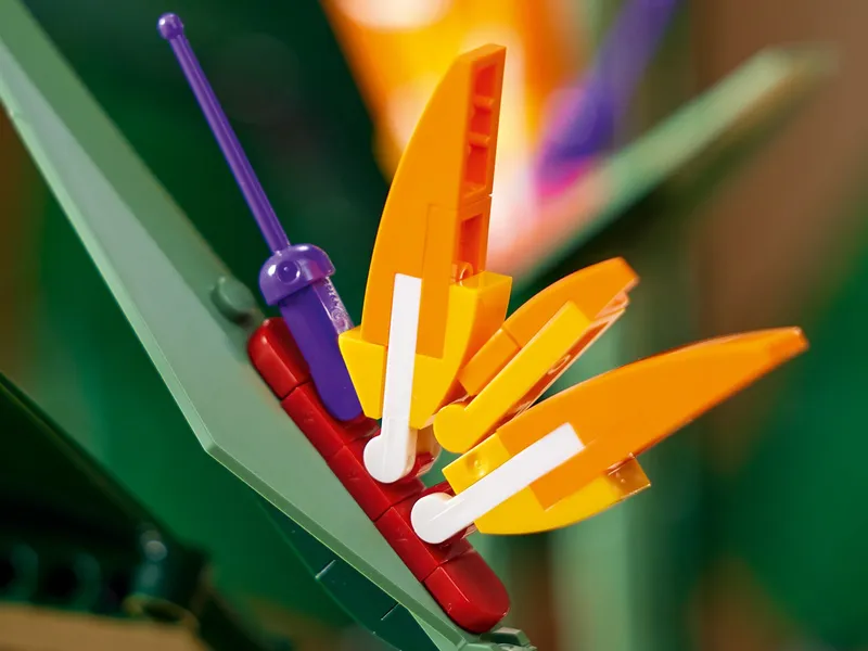 Bird of Paradise
