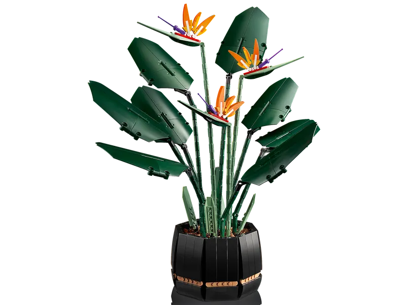 Bird of Paradise