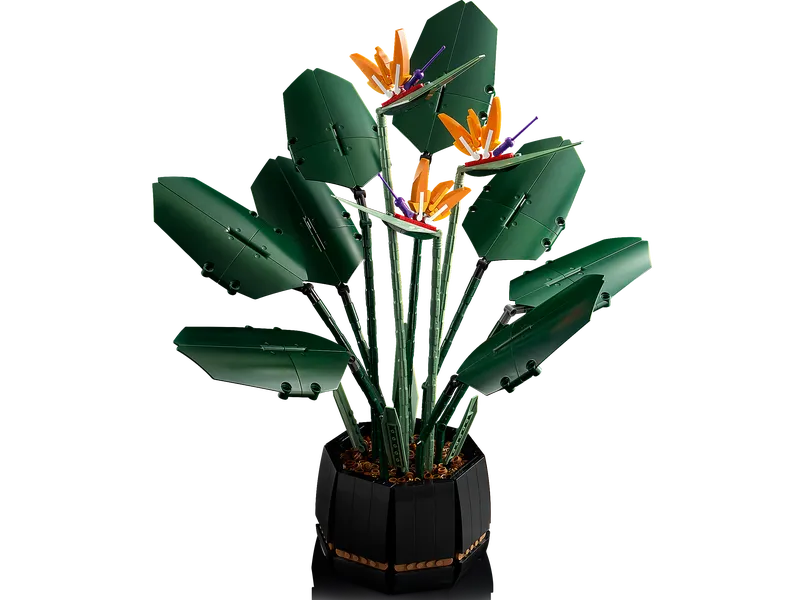 Bird of Paradise