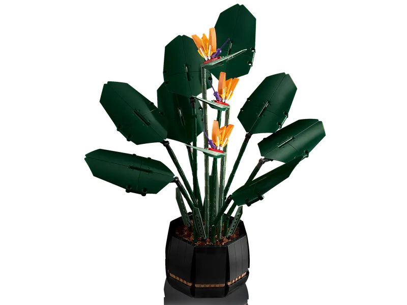 Bird of Paradise
