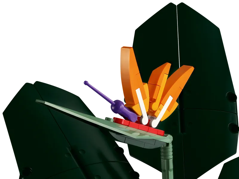 Bird of Paradise