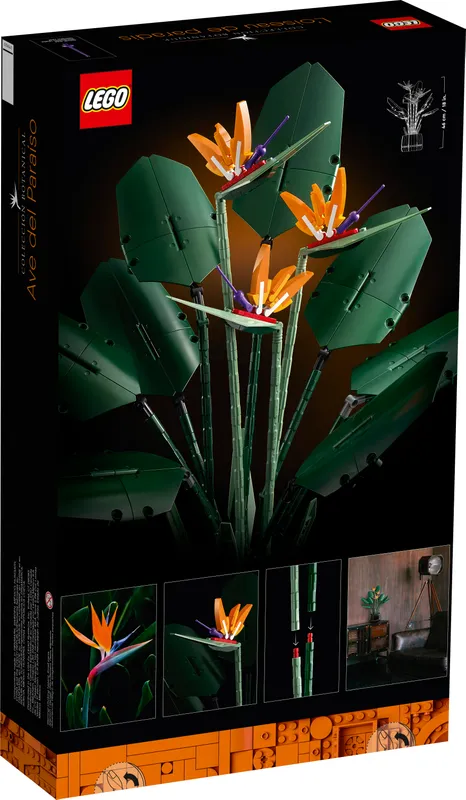 Bird of Paradise
