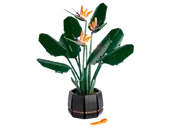 Bird of Paradise