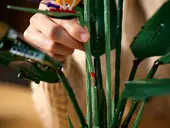 Bird of Paradise
