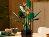 Bird of Paradise