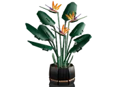 Bird of Paradise