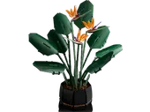 Bird of Paradise
