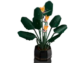 Bird of Paradise