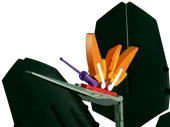 Bird of Paradise