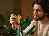 Bird of Paradise
