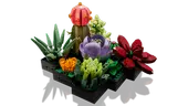 Succulents