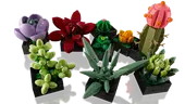 Succulents