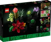 Succulents