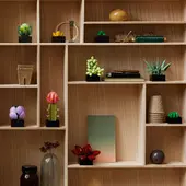 Succulents