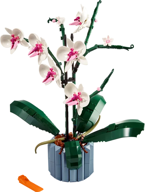 Orchid
