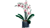 Orchid