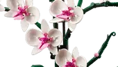 Orchid