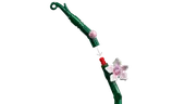 Orchid