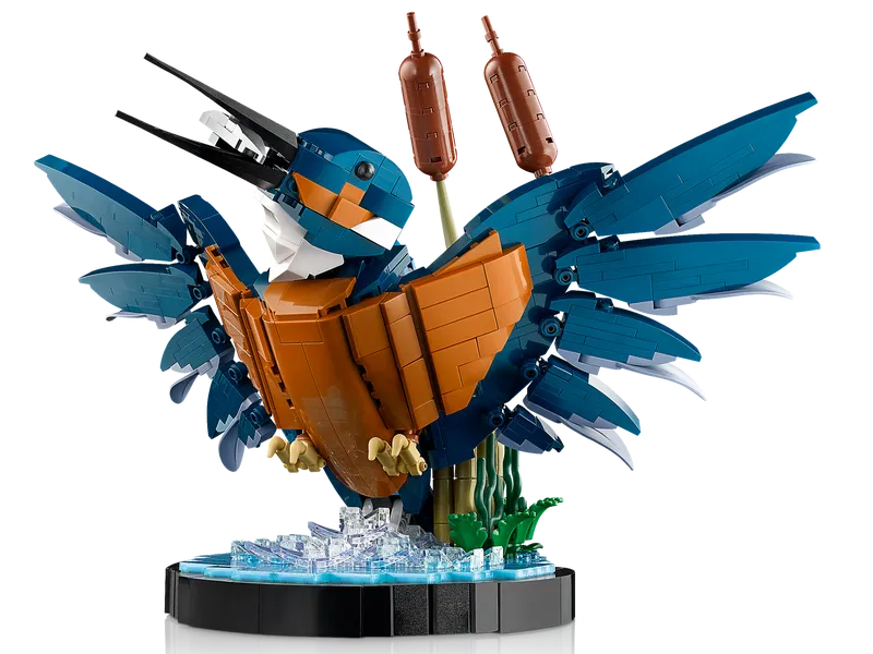 Kingfisher Bird