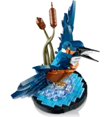 Kingfisher Bird