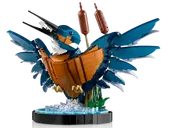 Kingfisher Bird