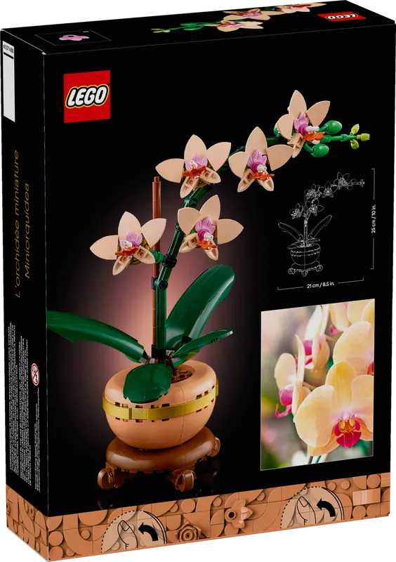 Mini Orchid