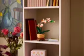 Mini Orchid