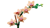 Mini Orchid