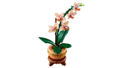 Mini Orchid