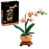 Mini Orchid