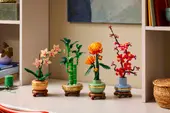 Lucky Bamboo