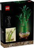 Lucky Bamboo