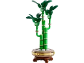 Lucky Bamboo