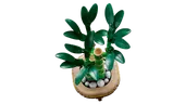 Lucky Bamboo