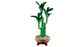 Lucky Bamboo