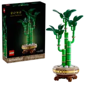 Lucky Bamboo