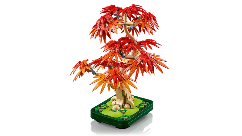 Japanese Red Maple Bonsai Tree