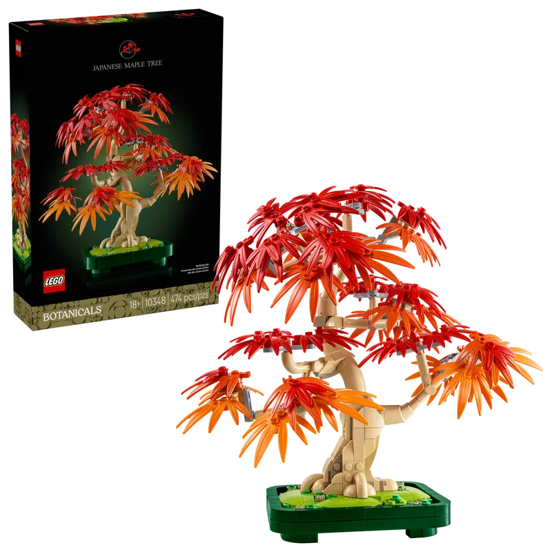 Japanese Red Maple Bonsai Tree
