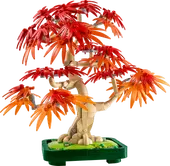 Japanese Red Maple Bonsai Tree