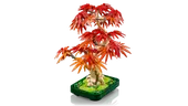 Japanese Red Maple Bonsai Tree