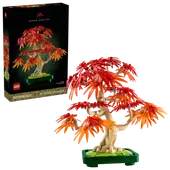 Japanese Red Maple Bonsai Tree