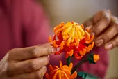 Chrysanthemum