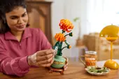 Chrysanthemum