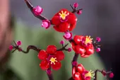 Plum Blossom