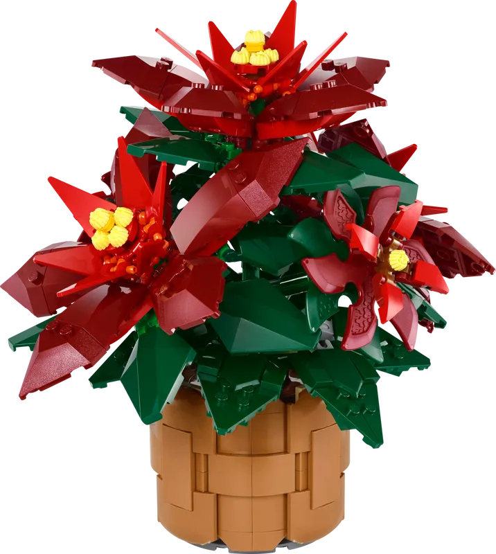 Poinsettia