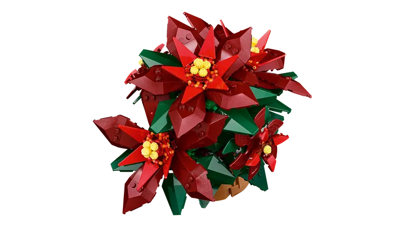 Poinsettia