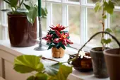Poinsettia