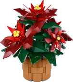 Poinsettia